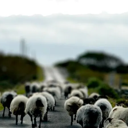The Tallagh Road *